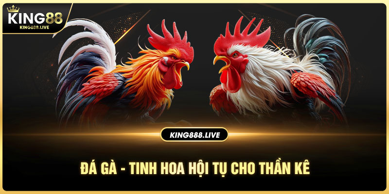 Đôi nét thông tin sơ lược giới thiệu về sảnh đá gà King88